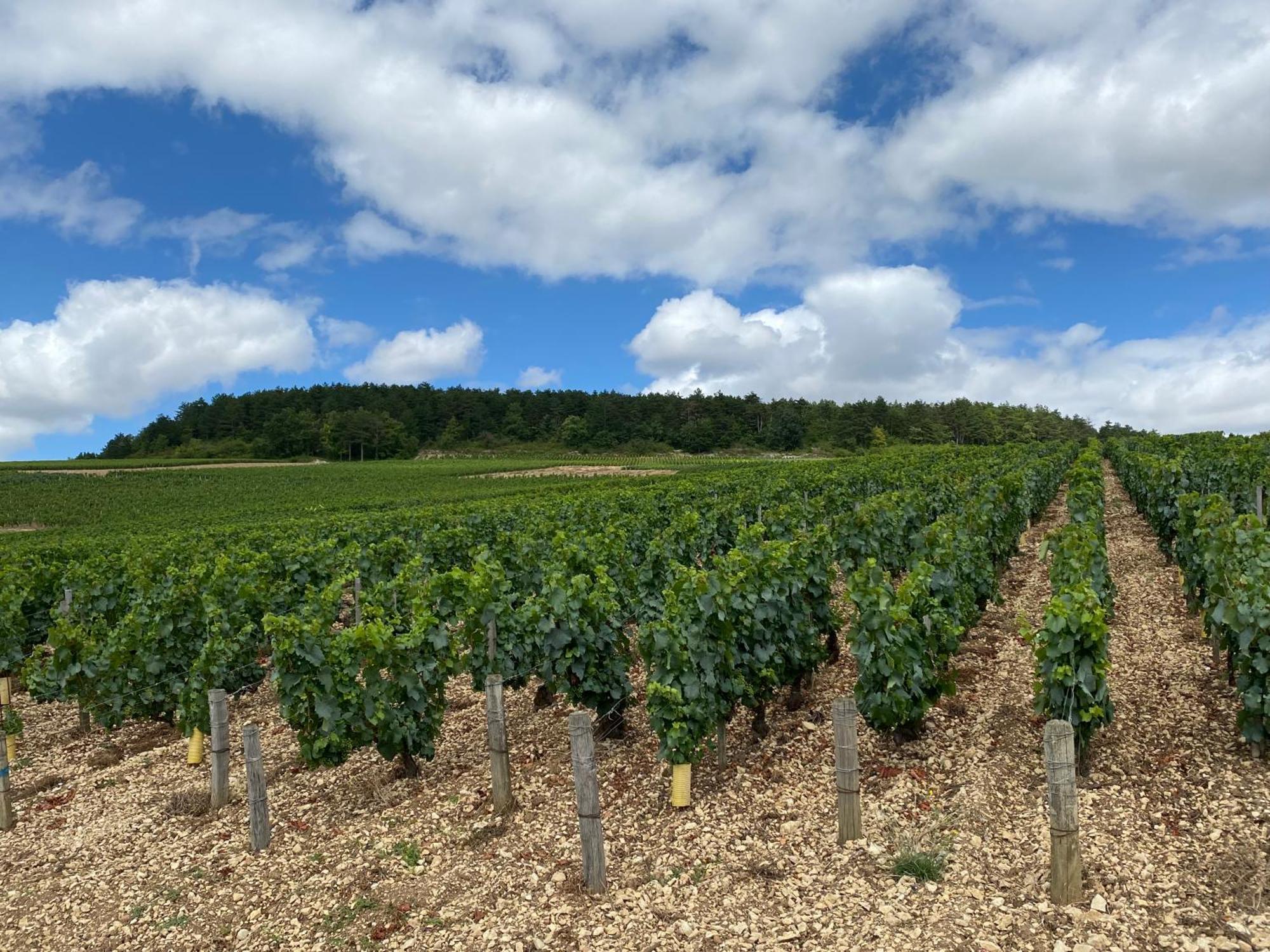 Le Merrain Gite Plein Coeur De Chablis Bagian luar foto